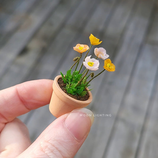 Pot of Iceland poppies