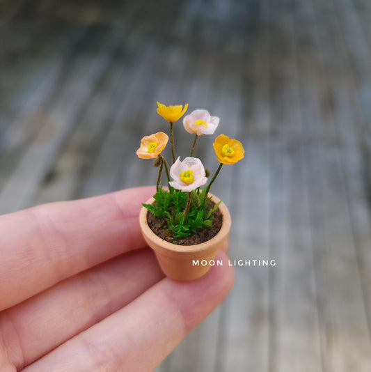 Pot of Iceland poppies