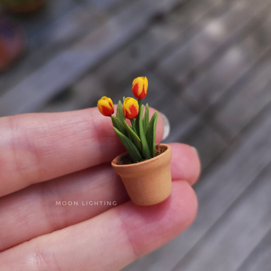 Pot of tulips