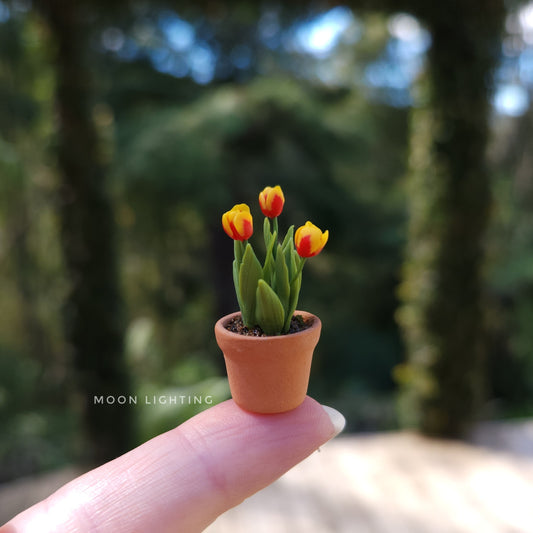 Pot of tulips