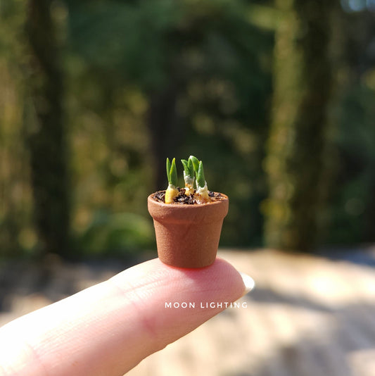 Pot of bulbs
