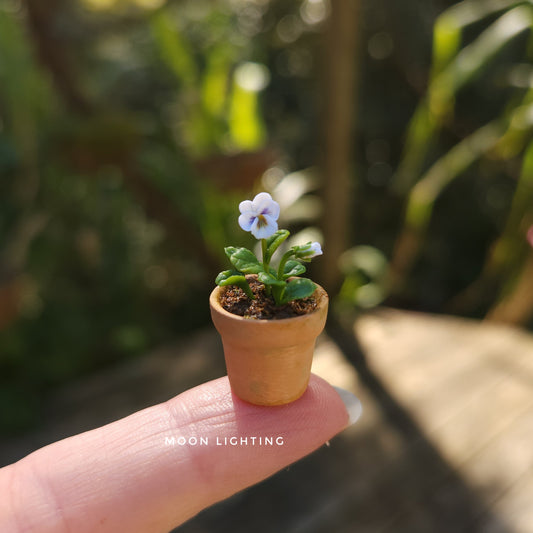 Potted pansy