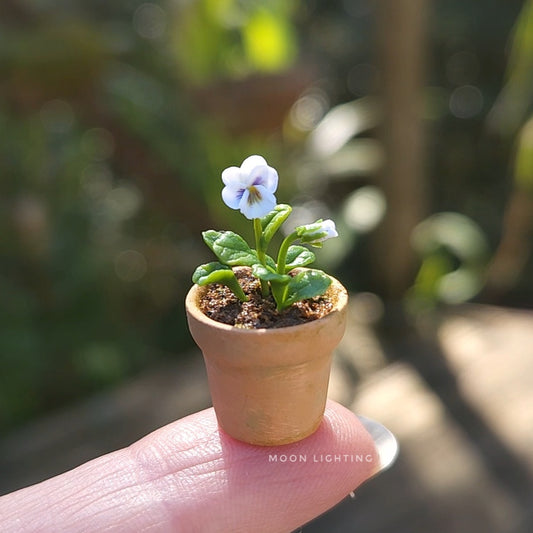 Potted pansy