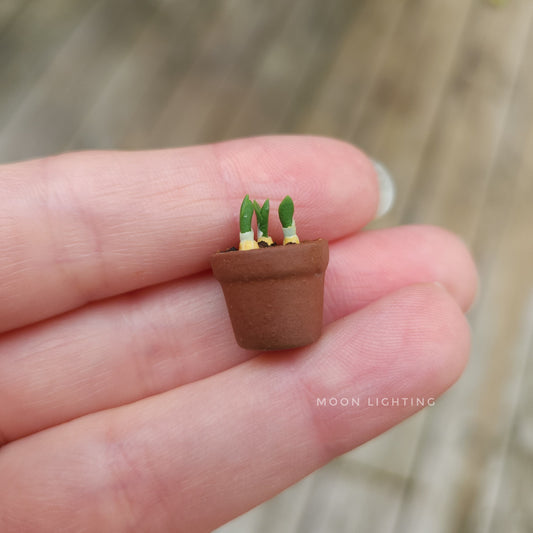 Pot of bulbs