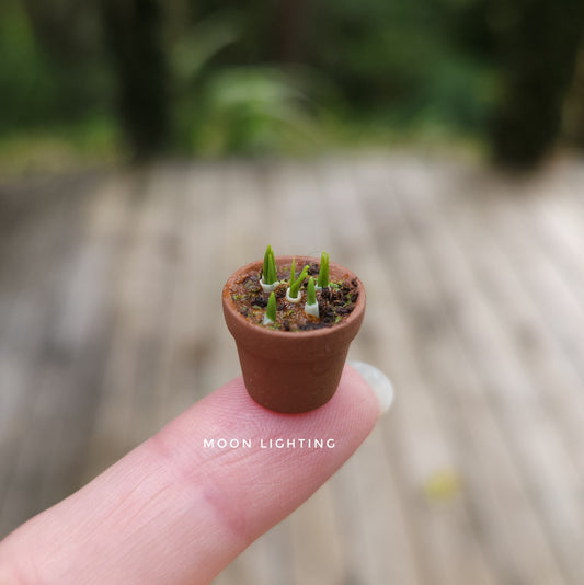 Pot of bulbs