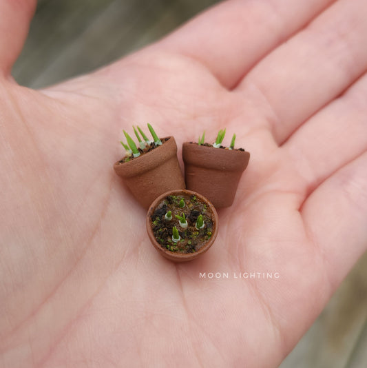 Pot of bulbs