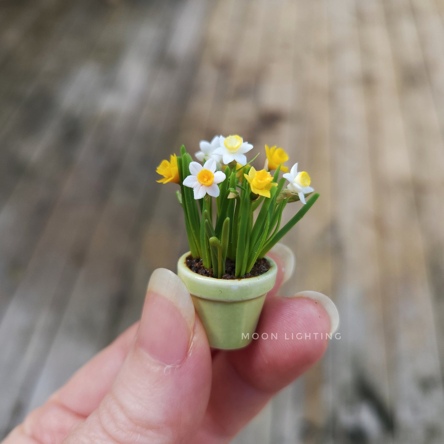 Pot of daffodils