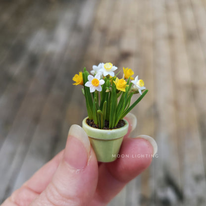 Pot of daffodils