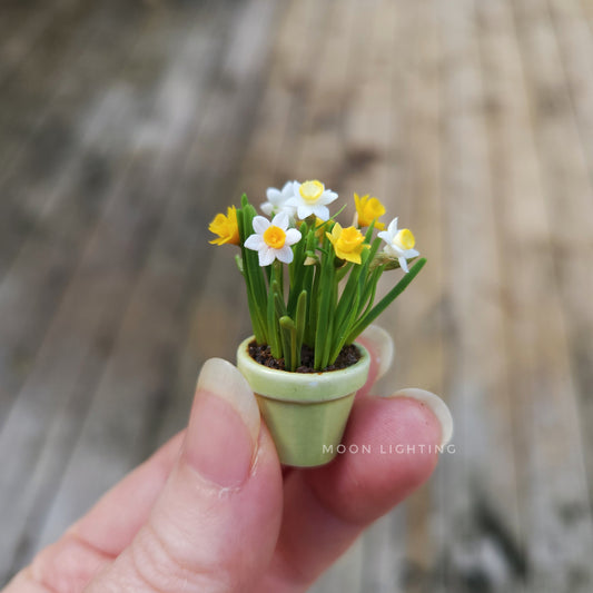 Pot of daffodils