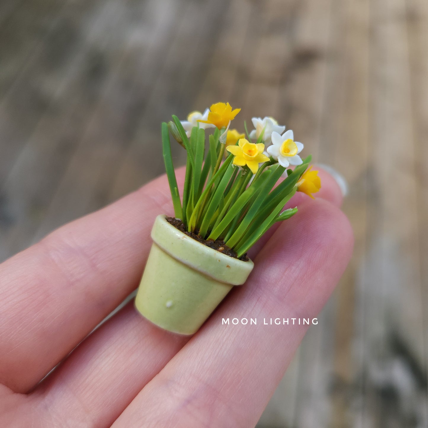 Pot of daffodils
