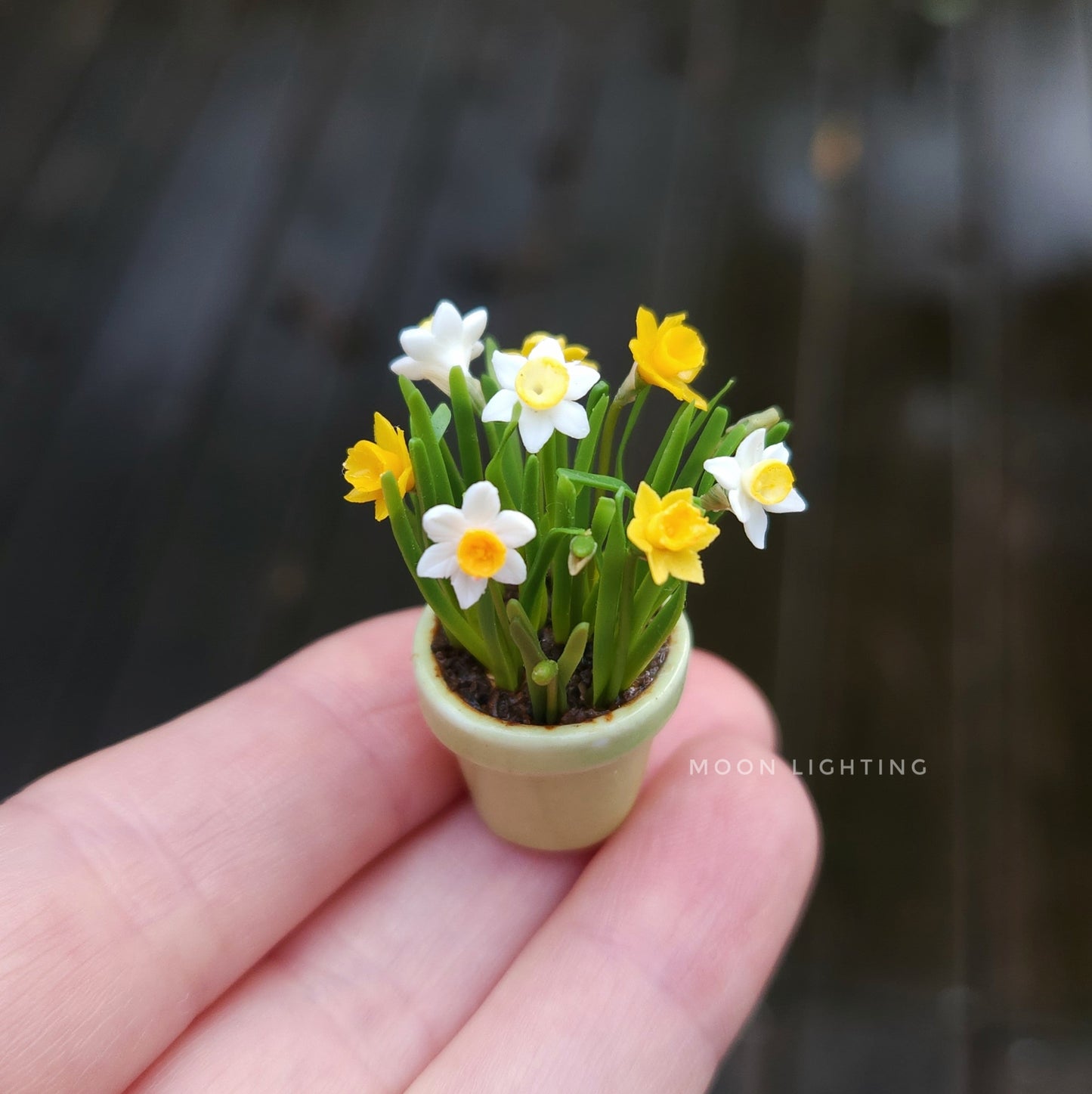 Pot of daffodils